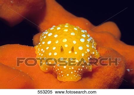 Close-up of Phyllidia flava underwater, Croatia View Large Photo Image Stock Photography - Close-up of Phyllidia flava underwater, Croatia . Fotosearch