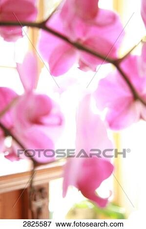 Stock Photo - Close-up of pink flowers . Fotosearch