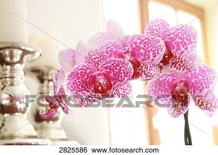 Stock Photograph - Close-up of pink flowers . Fotosearch