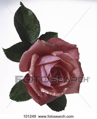 Stock Photo - Close-up of pink rose . Fotosearch