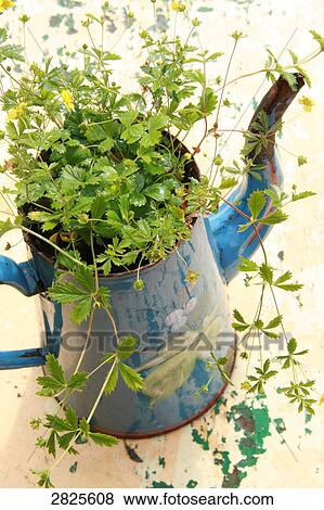 Close-up of plant growing in watering can View Large Photo Image Stock Photo - Close-up of plant growing in watering can . Fotosearch