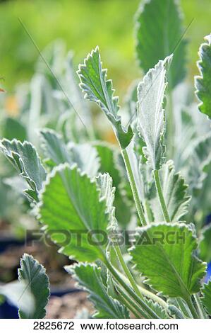 Close-up of plants growing in field View Large Photo Image Stock Image - Close-up of plants growing in field . Fotosearch