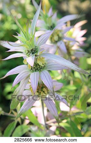 Close-up of plants growing in field View Large Photo Image Stock Photograph - Close-up of plants growing in field . Fotosearch