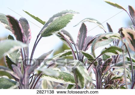 Close-up of plants View Large Photo Image Stock Photo - Close-up of plants . Fotosearch