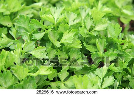 Close-up of plants View Large Photo Image Stock Photograph - Close-up of plants . Fotosearch