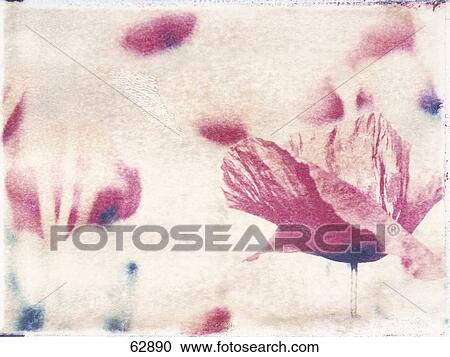 Close-up of poppy flowers View Large Photo Image Stock Image - Close-up of poppy flowers . Fotosearch