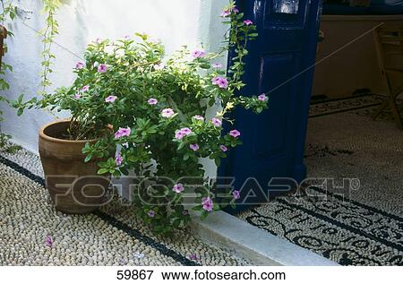 Close-up of potted plant on doorstep of house, Rhodes, Dodecanese Islands, Greece View Large Photo Image Stock Photo - Close-up of potted plant on doorstep of house, Rhodes, Dodecanese Islands, Greece . Fotosearch