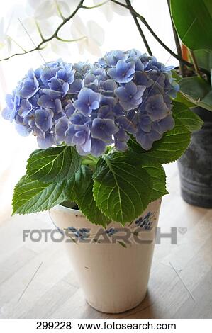 Close-up of potted plant View Large Photo Image Stock Photo - Close-up of potted plant . Fotosearch