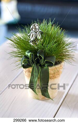 Close-up of potted plant View Large Photo Image Stock Photograph - Close-up of potted plant . Fotosearch