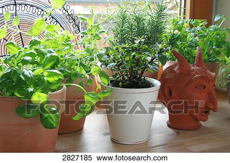 Stock Photography - Close-up of potted plants of herb and devil figurine on table . Fotosearch