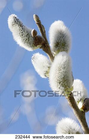 Close-up of Pussy Willow buds on stem View Large Photo Image Picture - Close-up of Pussy Willow buds on stem . Fotosearch