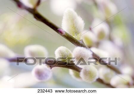 Stock Image - Close-up of Pussy Willow buds on stem . Fotosearch