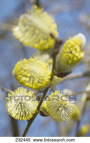 Close-up of Pussy Willow buds on stem View Large Photo Image Stock Photography - Close-up of Pussy Willow buds on stem . Fotosearch