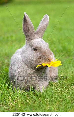 Stock Image - Close-up of rabbit eating flower in field . Fotosearch