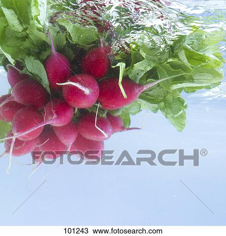 Close-up of radishes in water View Large Photo Image Stock Image - Close-up of radishes in water . Fotosearch