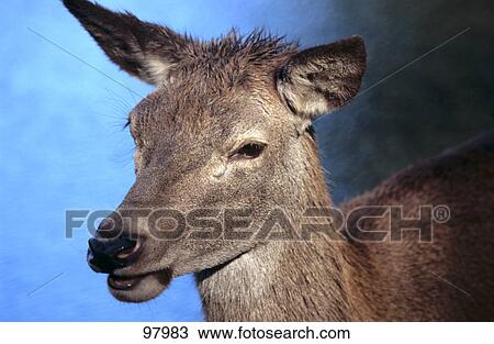 Stock Image - Close-up of Red Deer (Cervus elaphus) . Fotosearch