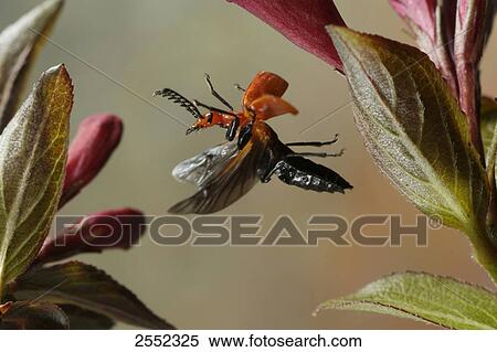 Close-up of Red-headed Cardinal beetle (Pyrochroa serraticornis) flying over flower View Large Photo Image Stock Photography - Close-up of Red-headed Cardinal beetle (Pyrochroa serraticornis) flying over flower . Fotosearch