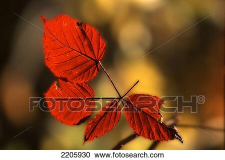 Stock Image - Close-up of red leaves . Fotosearch