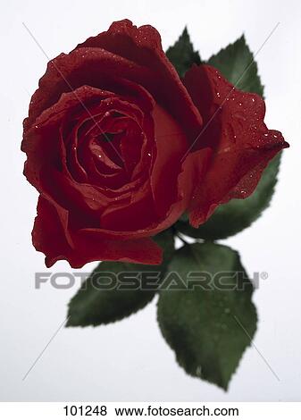 Stock Photo - Close-up of red rose . Fotosearch