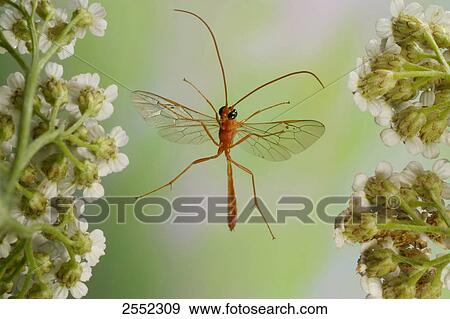Stock Photo - Close-up of Red Wasp (Ophion luteus) flying over flower . Fotosearch
