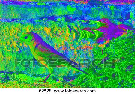 Stock Photo - Close-up of Redstart (Phoenicurus phoenicurus) with its chicks in nest . Fotosearch