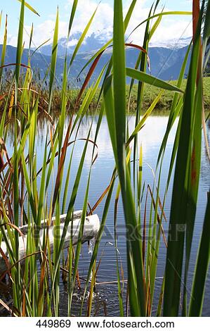 Stock Photo - Close-up of reed with river in background . Fotosearch