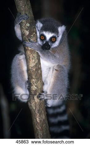 Close-up of Ringtailed lemur (Lemur catta) on tree, Madagascar View Large Photo Image Stock Image - Close-up of Ringtailed lemur (Lemur catta) on tree, Madagascar . Fotosearch