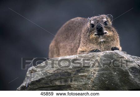 Stock Photo - Close-up of Rock hyrax (Procavia capensis) on rock . Fotosearch