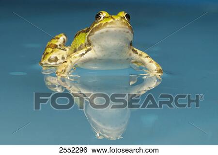Stock Photograph - Close-up of Roesel's green frog (Rana esculenta) in water . Fotosearch