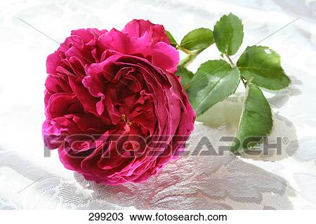 Stock Image - Close-up of rose . Fotosearch