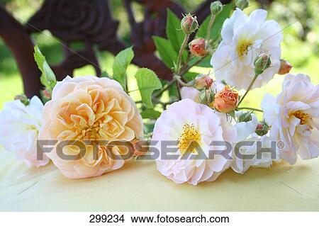 Close-up of roses and buds View Large Photo Image Picture - Close-up of roses and buds . Fotosearch