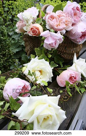 Close-up of roses in basket View Large Photo Image Stock Photo - Close-up of roses in basket . Fotosearch