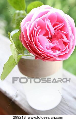 Stock Image - Close-up of roses in vase . Fotosearch