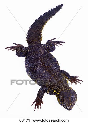 Stock Image - Close-up of Saharan Spiny-tailed Lizard (Uromastyx geyri) on white background . Fotosearch