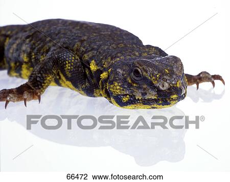 Close-up of Saharan Spiny-tailed Lizard (Uromastyx geyri) on white background View Large Photo Image Stock Image - Close-up of Saharan Spiny-tailed Lizard (Uromastyx geyri) on white background . Fotosearch