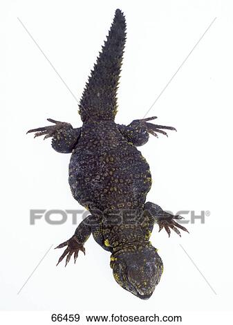 Close-up of Saharan Spiny-tailed Lizard (Uromastyx geyri) on white background View Large Photo Image Stock Photo - Close-up of Saharan Spiny-tailed Lizard (Uromastyx geyri) on white background . Fotosearch