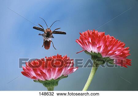 Close-up of Sailor beetle (Cantharis rustica) flying over flower View Large Photo Image Stock Image - Close-up of Sailor beetle (Cantharis rustica) flying over flower . Fotosearch