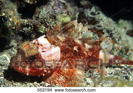 Picture - Close-up of Scorpion fish (Scorpaena notata) underwater, Croatia . Fotosearch