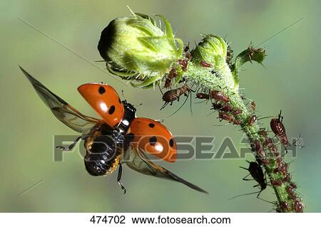 Close-up of Seven-Spot Ladybird (Coccinella septempunctata) flying near bud View Large Photo Image Stock Image - Close-up of Seven-Spot Ladybird (Coccinella septempunctata) flying near bud . Fotosearch