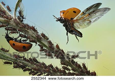 Picture - Close-up of Seven Spotted ladybug (Coccinella Septempunctata) and spruce aphids on flower . Fotosearch