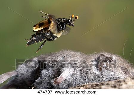 Stock Photo - Close-up of Sexton Beetle (Necrophorus vespillo) hovering over mouse . Fotosearch
