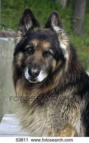 Stock Image - Close-up of shepherd dog . Fotosearch