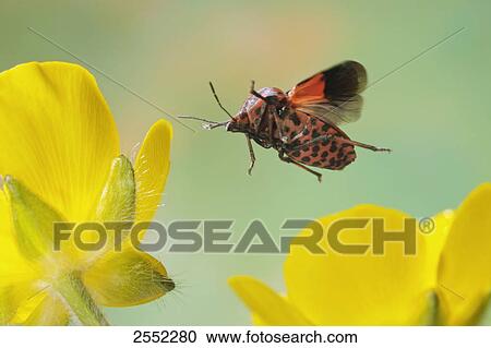 Close-up of shield bug (Graphosoma lineatum) hovering over flower View Large Photo Image Stock Image - Close-up of shield bug (Graphosoma lineatum) hovering over flower . Fotosearch