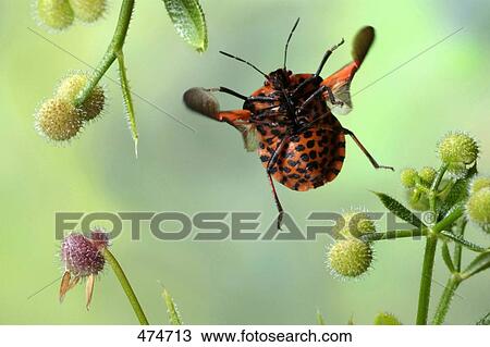 Close-up of shield bug hovering over flower View Large Photo Image Stock Image - Close-up of shield bug hovering over flower . Fotosearch