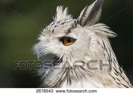 Stock Image - Close-up of Siberian eagle owl (Bubo bubo sibiricus), Main-Kinzig-Kreis, Hesse, Germany . Fotosearch