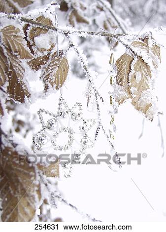 Close-up of silver star hanging from snow covered tree View Large Photo Image Stock Image - Close-up of silver star hanging from snow covered tree . Fotosearch