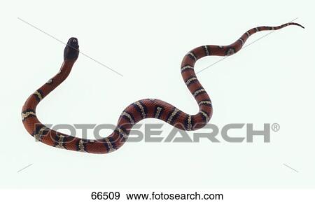 Close-up of Sinaloan Milk Snake (Lampropeltis triangulum sinaloae) snake on white background View Large Photo Image Stock Photo - Close-up of Sinaloan Milk Snake (Lampropeltis triangulum sinaloae) snake on white background . Fotosearch