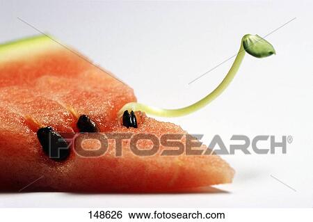 Stock Photograph - Close-up of slice of melon . Fotosearch