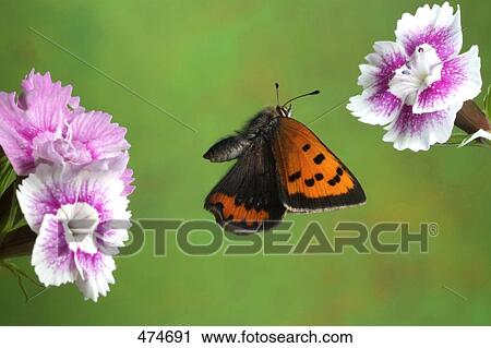 Close-up of Small Copper (Lycaena phlaeas) butterfly flying near flower View Large Photo Image Stock Image - Close-up of Small Copper (Lycaena phlaeas) butterfly flying near flower . Fotosearch