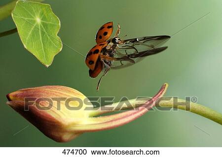 Close-up of Small Tortoiseshell (Aglais urticae) butterfly hovering over flower View Large Photo Image Stock Image - Close-up of Small Tortoiseshell (Aglais urticae) butterfly hovering over flower . Fotosearch